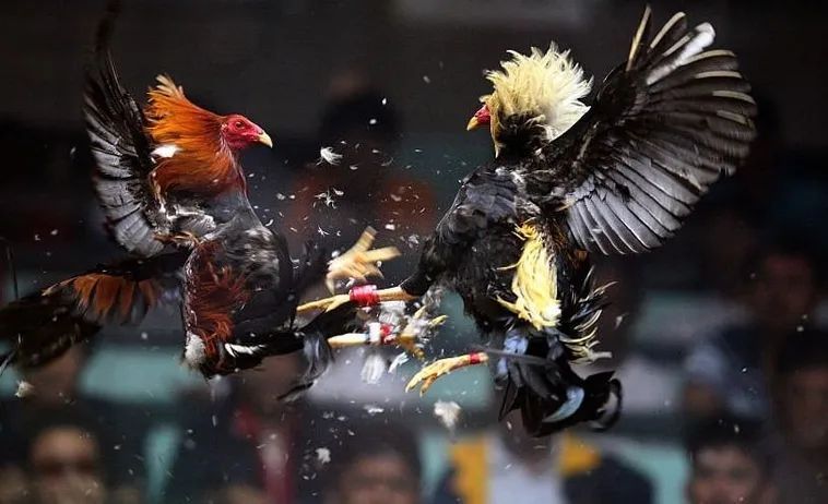 Cách Chơi Đá Gà Sabong Tại SumVip - Hướng Dẫn Chi Tiết Từ A-Z